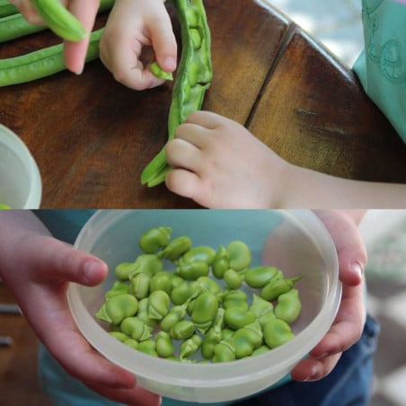 Mini-Kit graines de fèves bio – Eve la fève