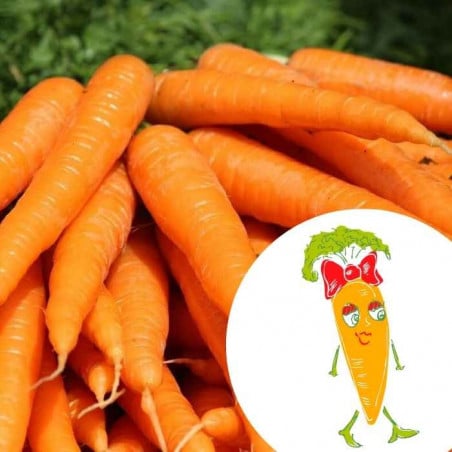 graines-de-carotte-bio