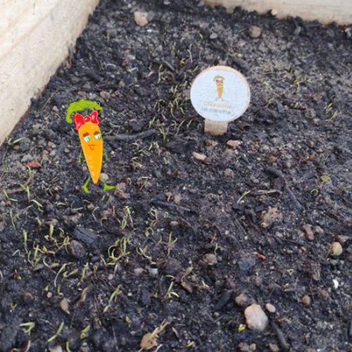semer des carottes au mois de fevrier