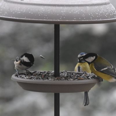 En plein hiver, comment prendre soin des petits oiseaux du jardin ?