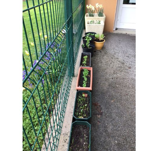Potager dans des jardinières dans une école