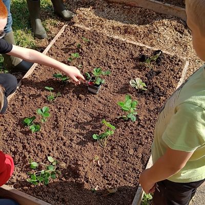 carré potager pour planter des fraises à l'école