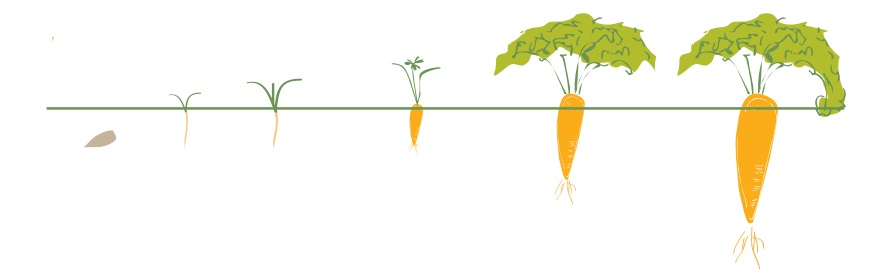 étapes de croissances des carottes