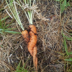 carottes de formes rigolotes