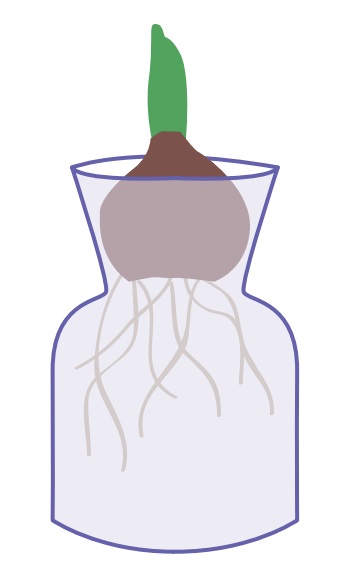 forcer une jacinthe dans un vase