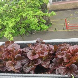 planter des laitues sur un balcon | Les Petits Radis