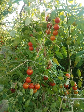 les tomates cerises mûrissent | Les petits radis