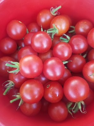belles tomates cerises rouges | Les Petits Radis