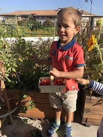 enfant qui récolte ses tomates cerises | Les Petits Radis