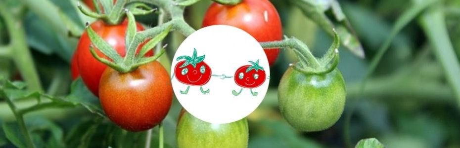 Dis, comment on fait pousser la tomate cerise?