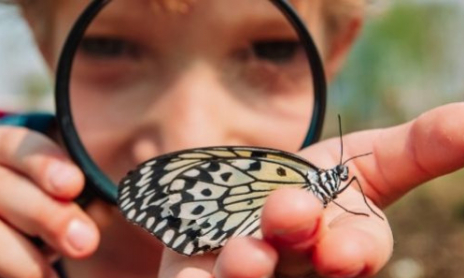 Observer les petites bêtes du jardin
