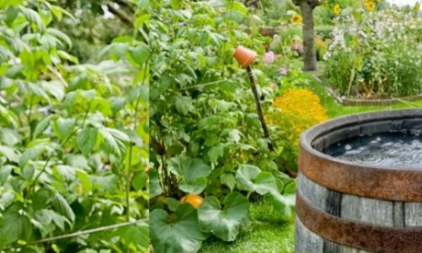 Fabriquez votre récupérateur d'eau de pluie