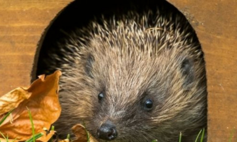 Fabriquer une maison pour les hérissons