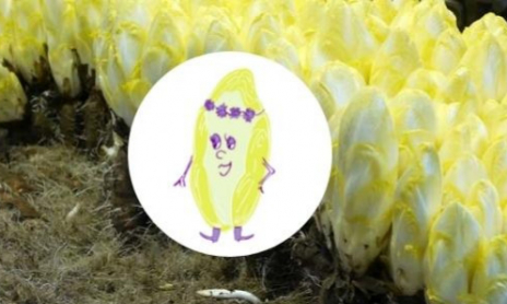 Cultivez des endives à la maison ou à l'école 