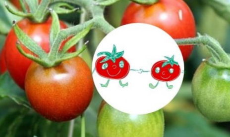 Dis, comment on fait pousser la tomate cerise?