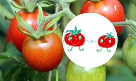 Lise la tomate cerise