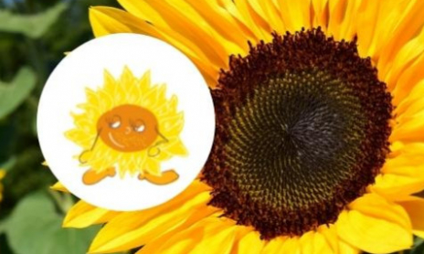Planter des tournesols avec les enfants