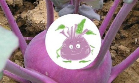 Comment Faire Pousser Octave le Chou Rave? 