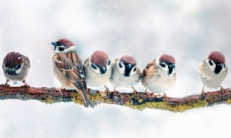 Prendre soin des oiseaux l'hiver